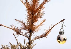 ¿Qué diablos hacer con el árbol?