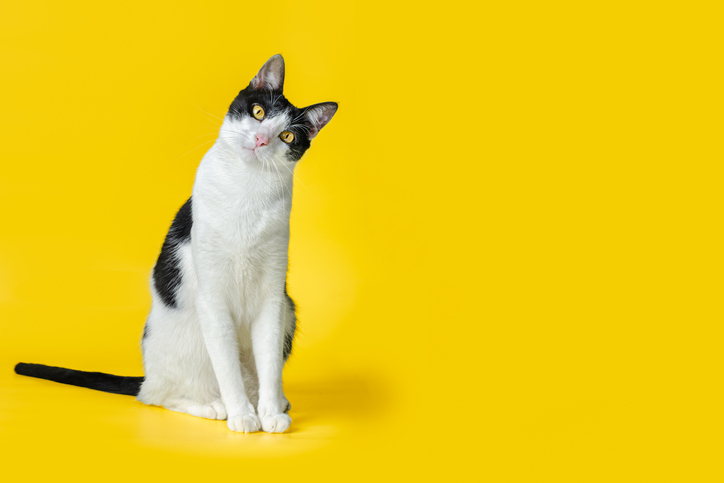 Día Internacional del Gato datos curiosos