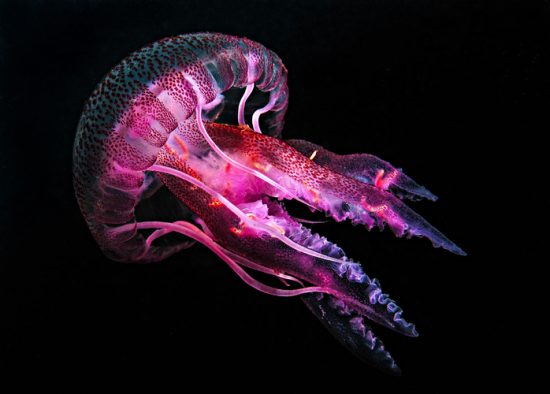 animales marinos y sus rarezas