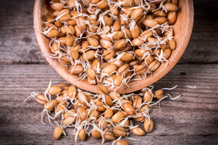 brotes de trigo dulce