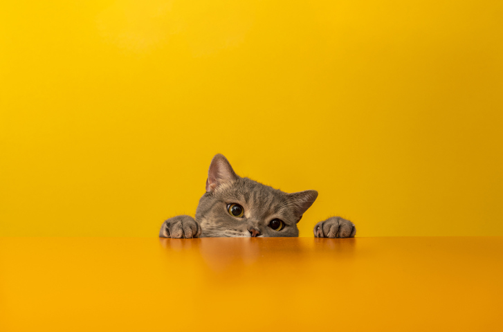 datos curiosos sobre los gatos