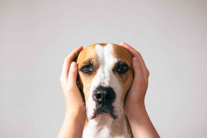 perro ante un sismo