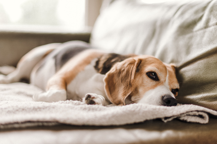perros cuando su dueño muere