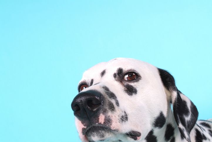 los perros pueden oler el estrés