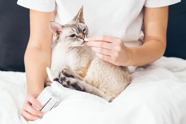Diabetes mellitus en mascotas