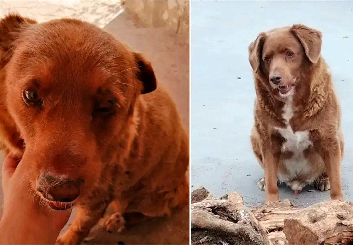 bobi el perro más viejo del mundo