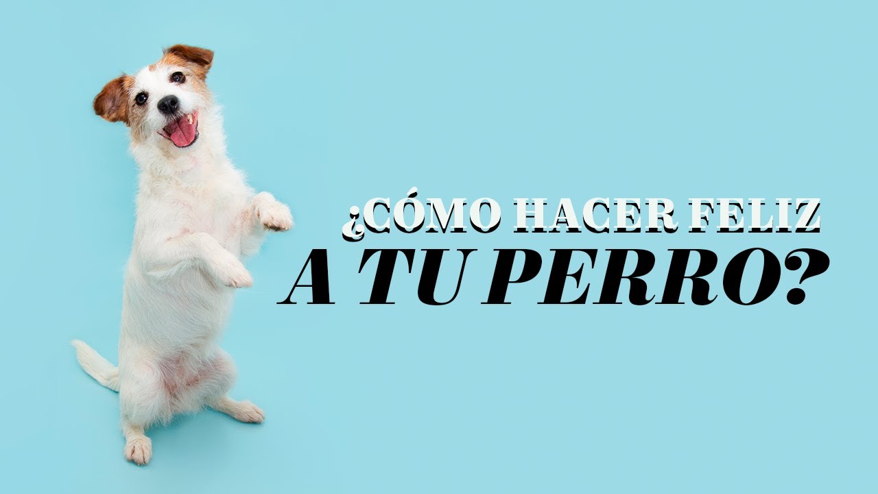 como hacer feliz a tu perro