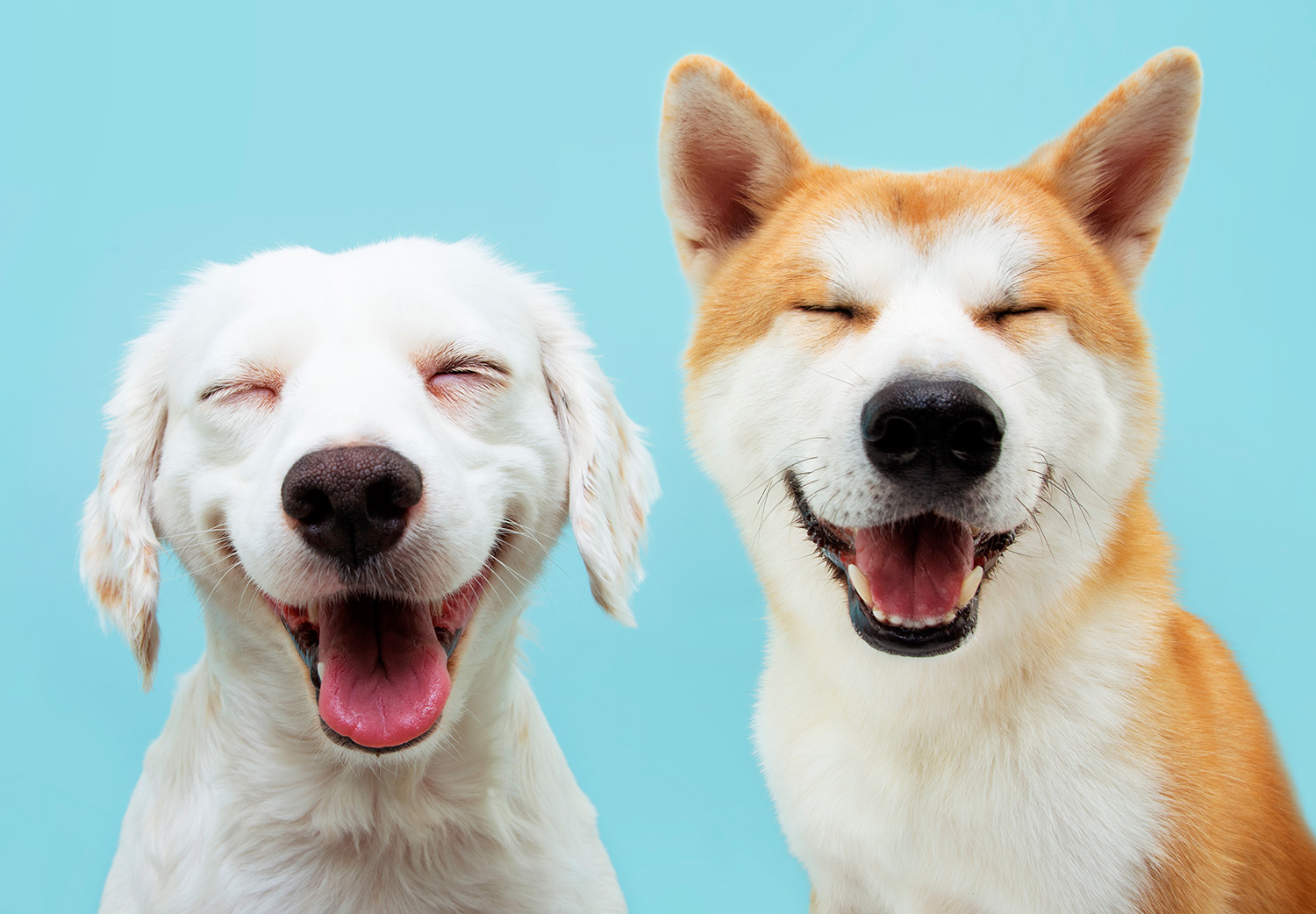 cómo-tomarle-una-buena-foto-a-tu-perro