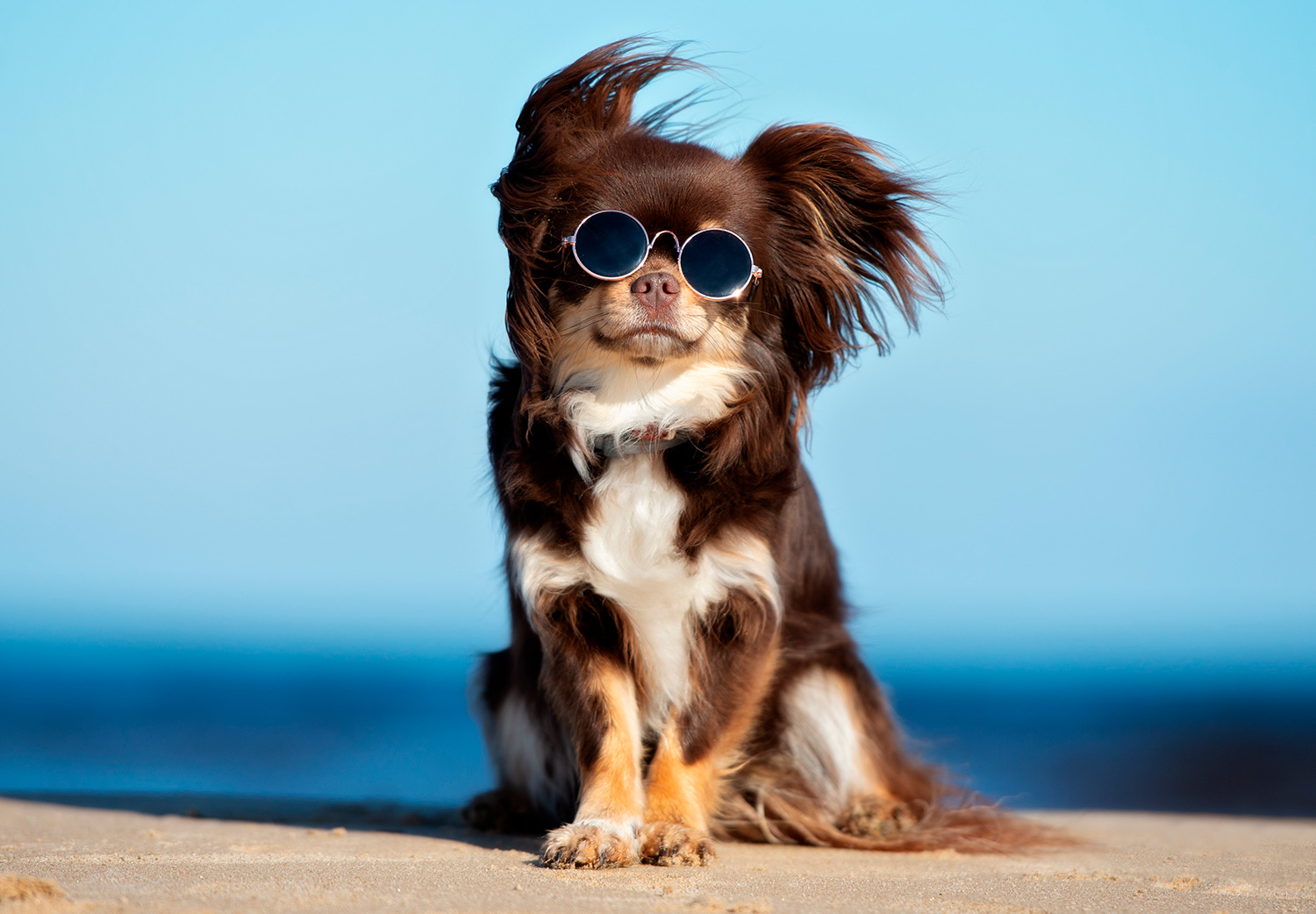 fun-facts-sobre-los-perros
