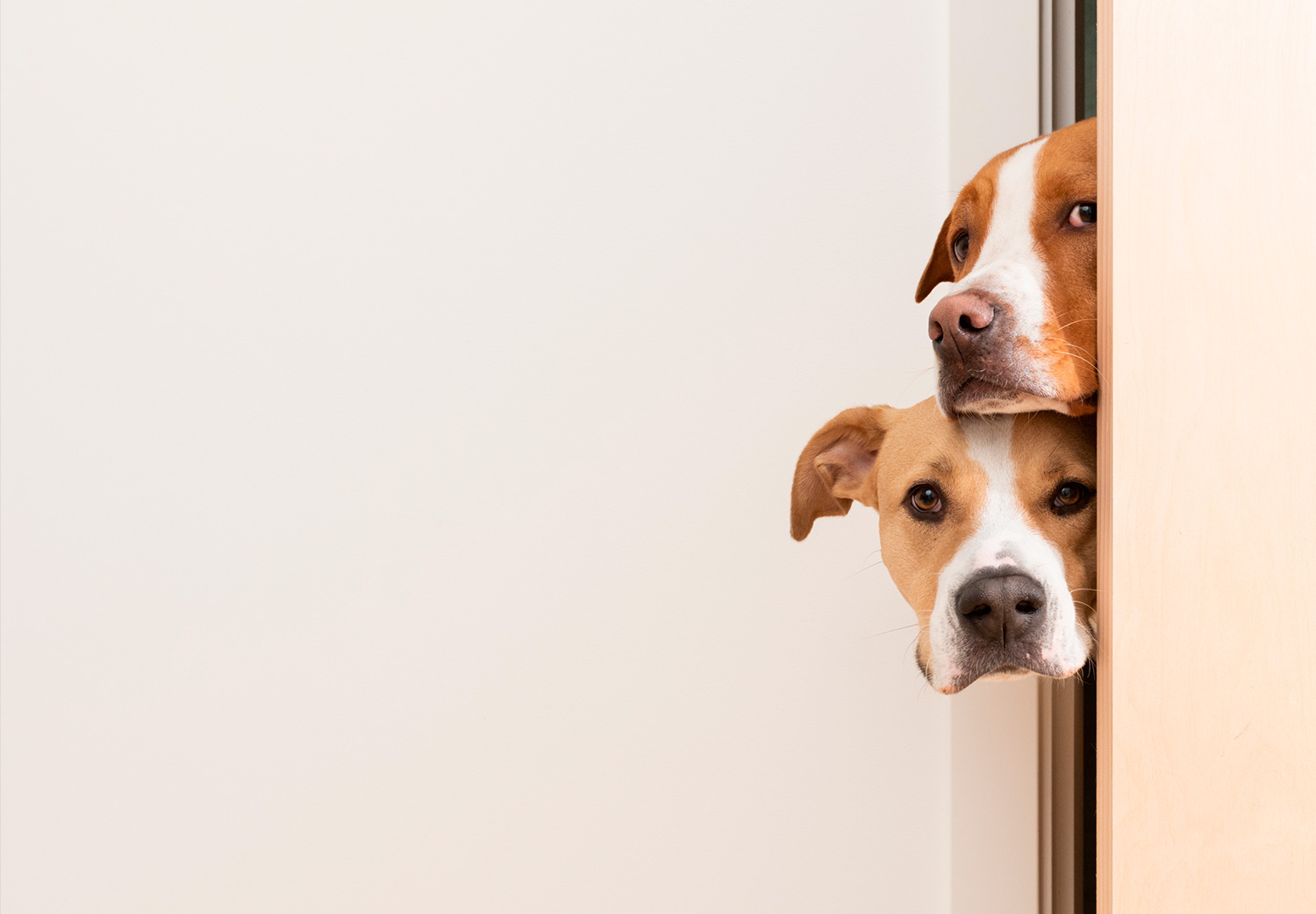 el-miedo-de-los-perros-a-los-truenos