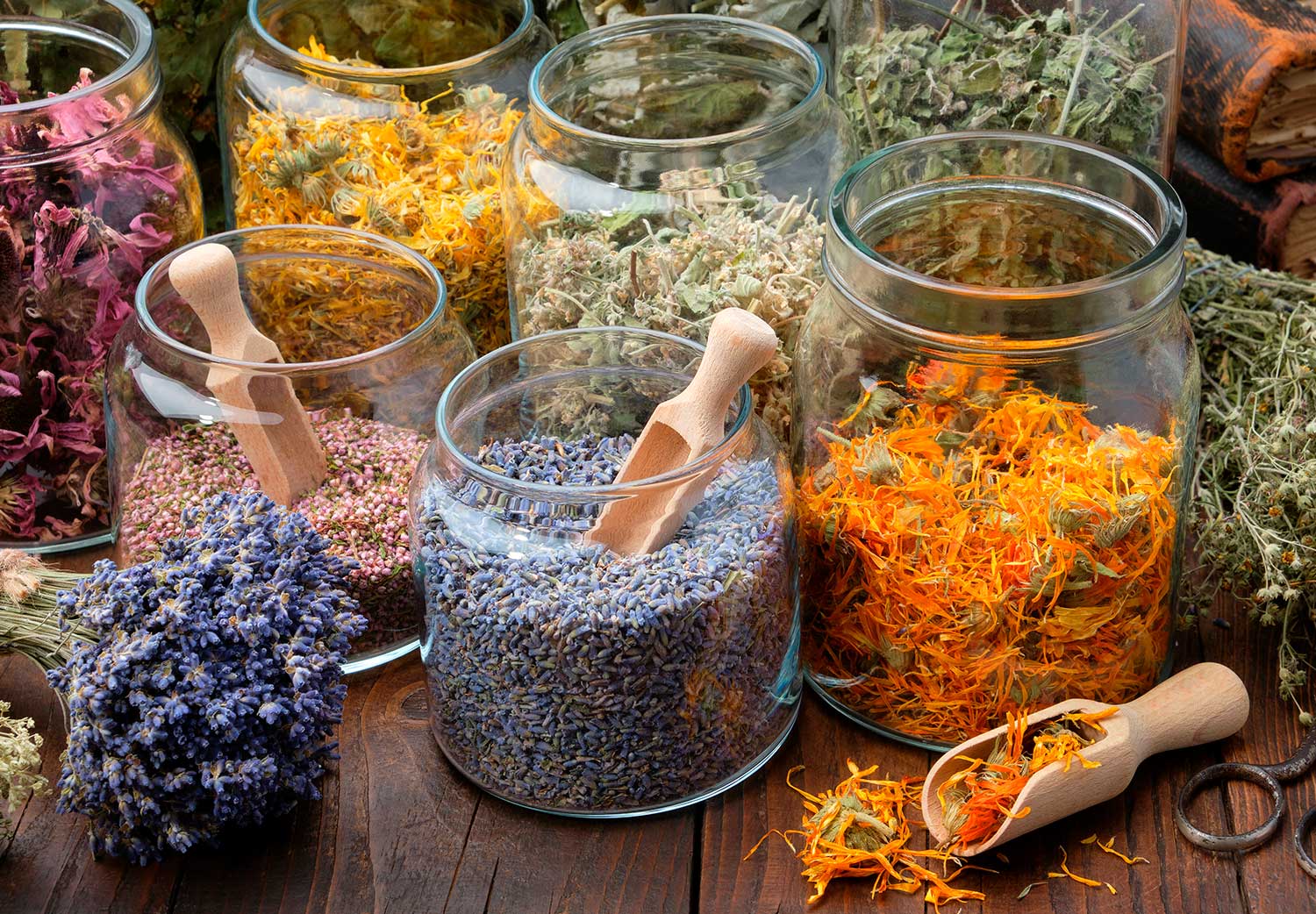plantas-medicinales que alivian el dolor
