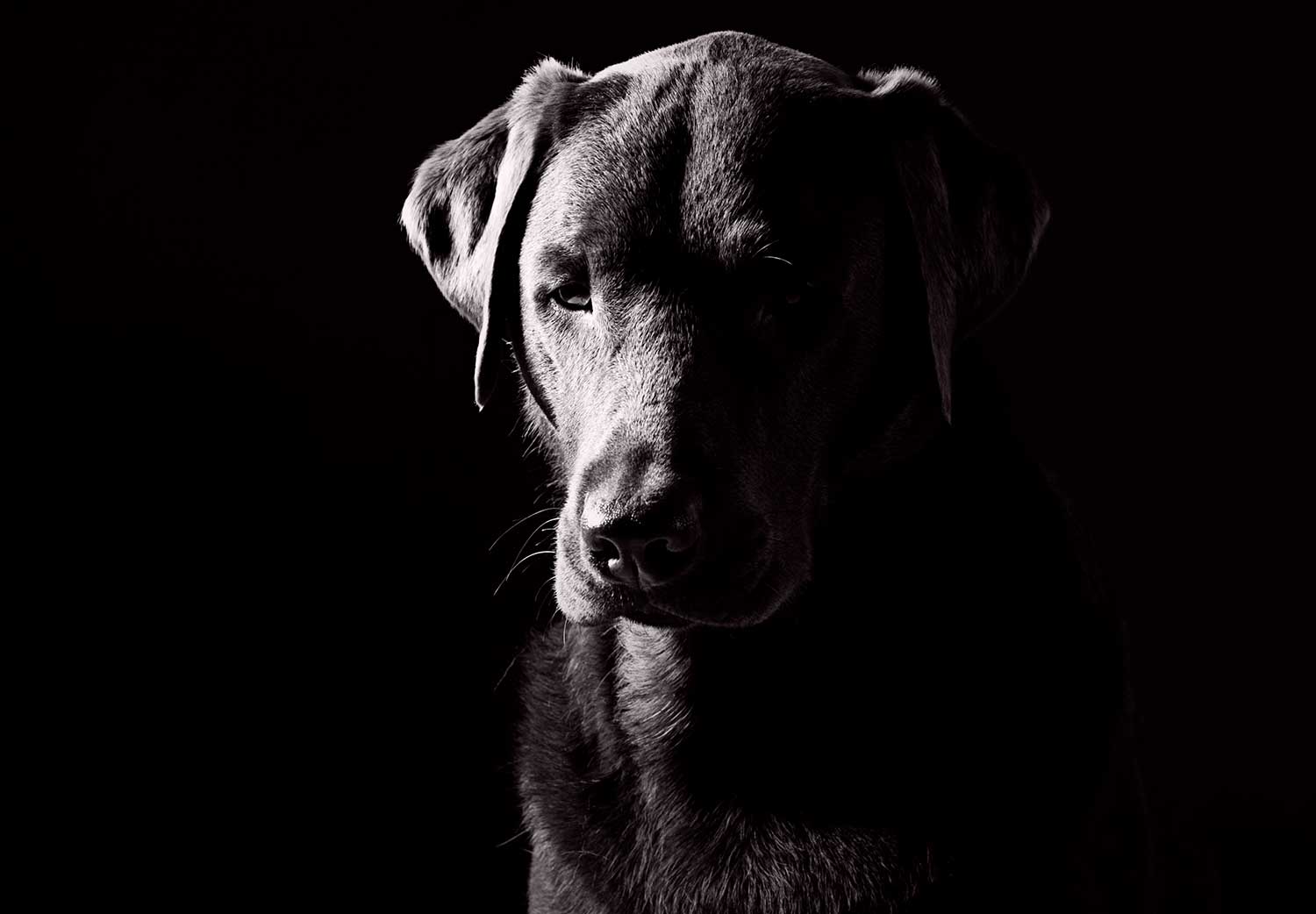 maltrato-animal-perros-maltratados
