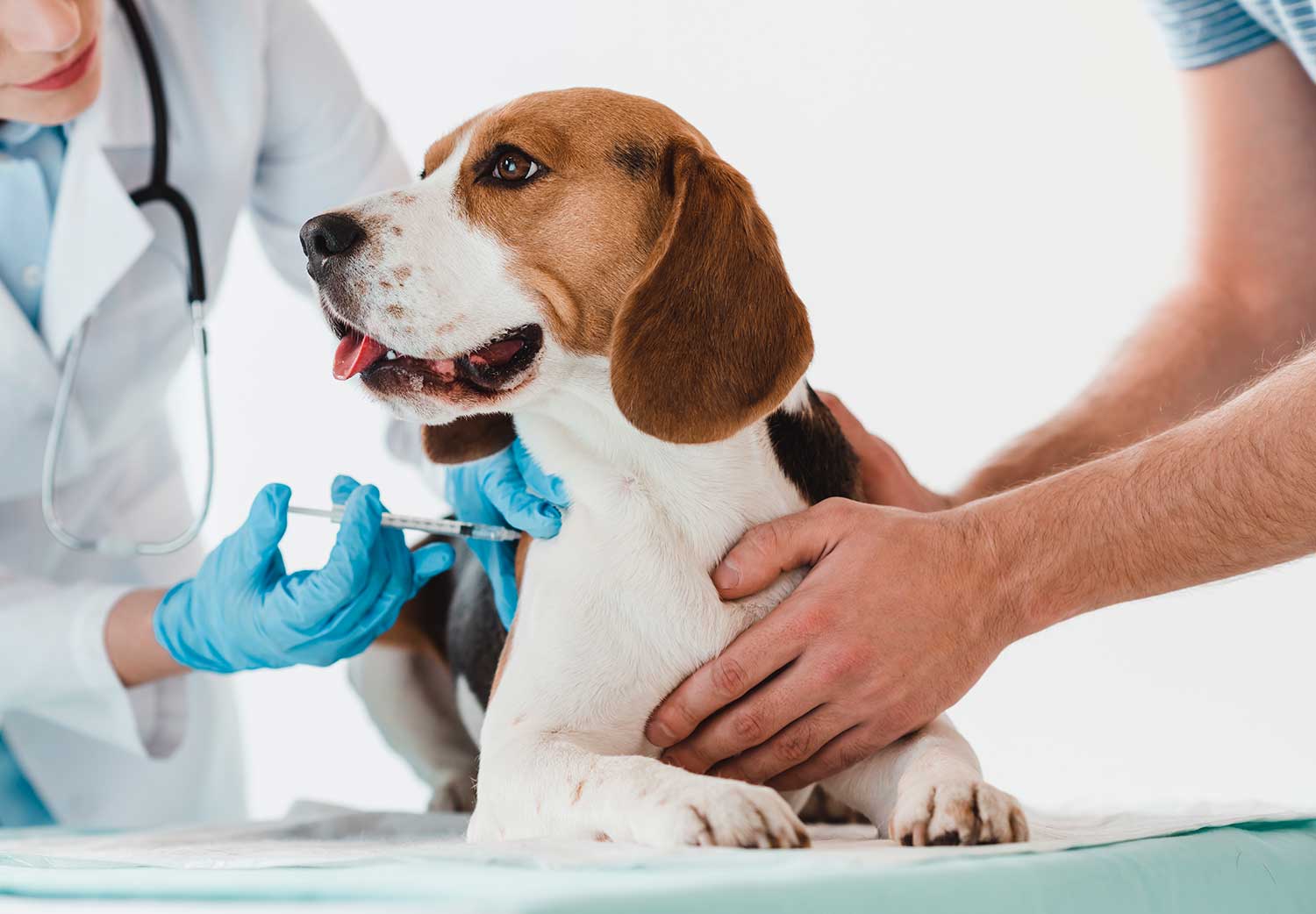¿Qué hacer ante accidentes más frecuentes en perros?