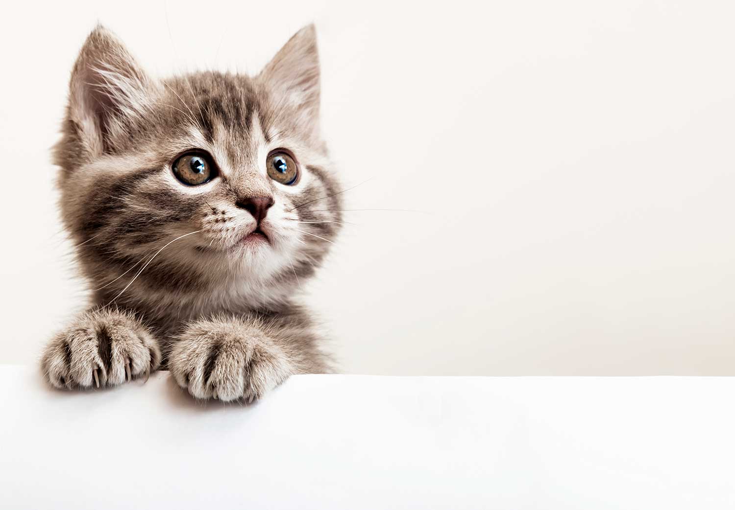 mitos-sobre-los-gatos-dia-internacional-del-gato