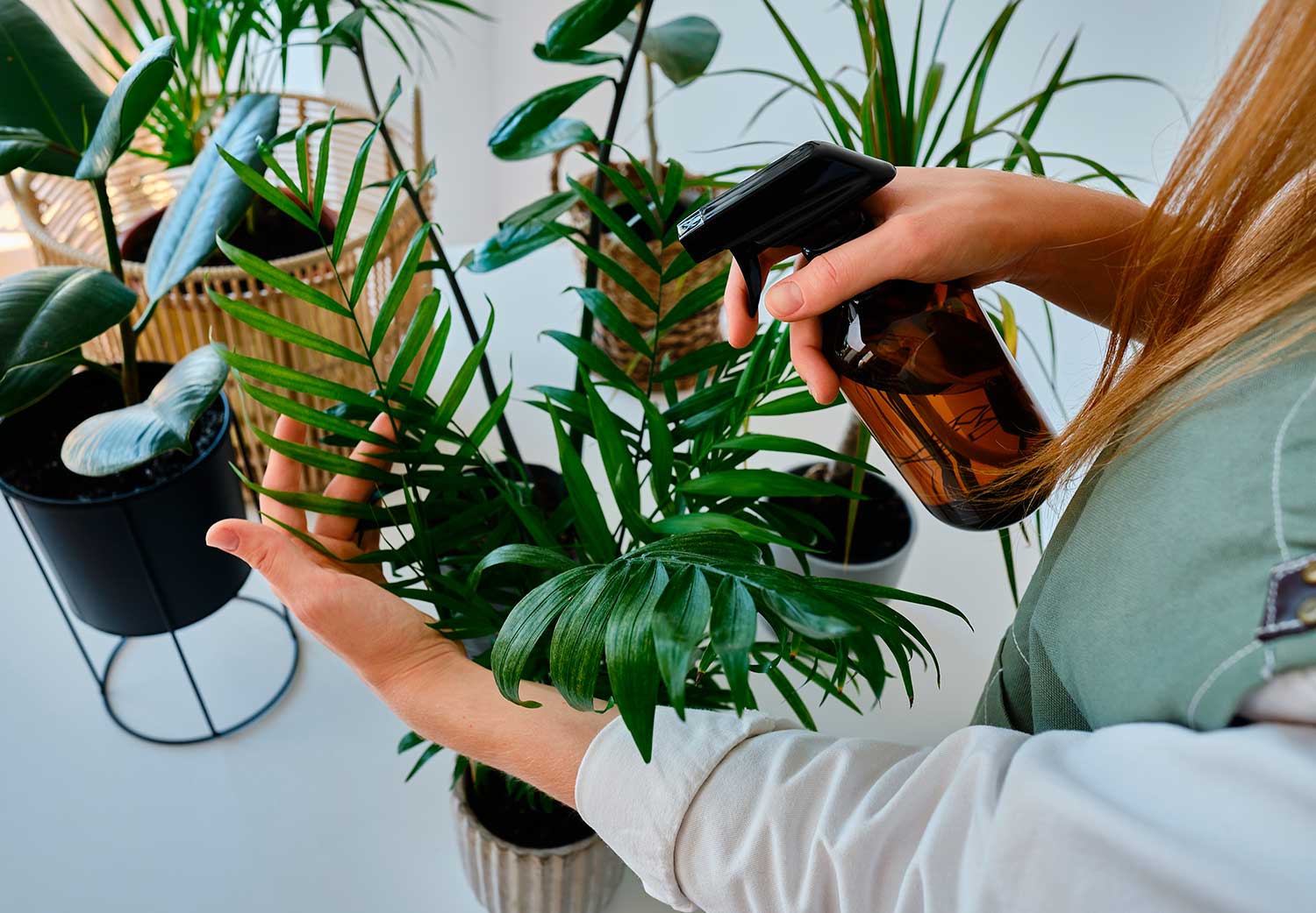 aspirina-para-revivir-las-plantas