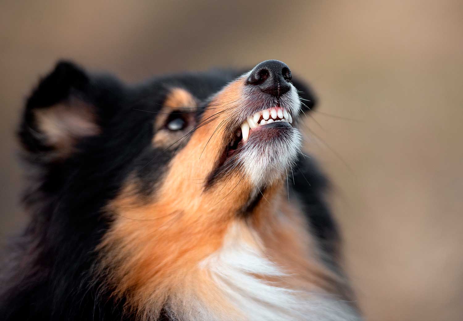 perro agresivo