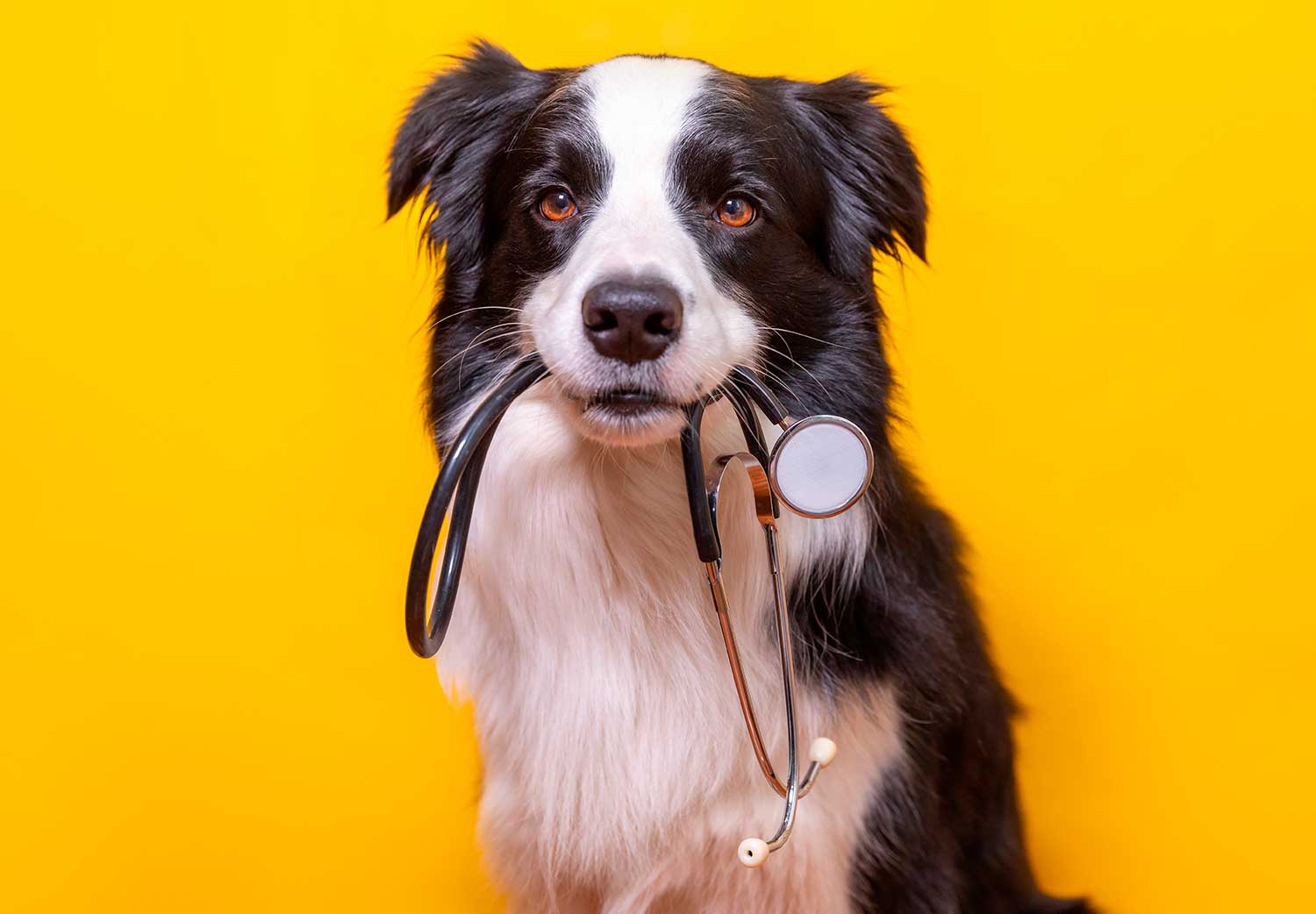que-onda-con-la-nueva-enfermedad-respiratoria-en-perros