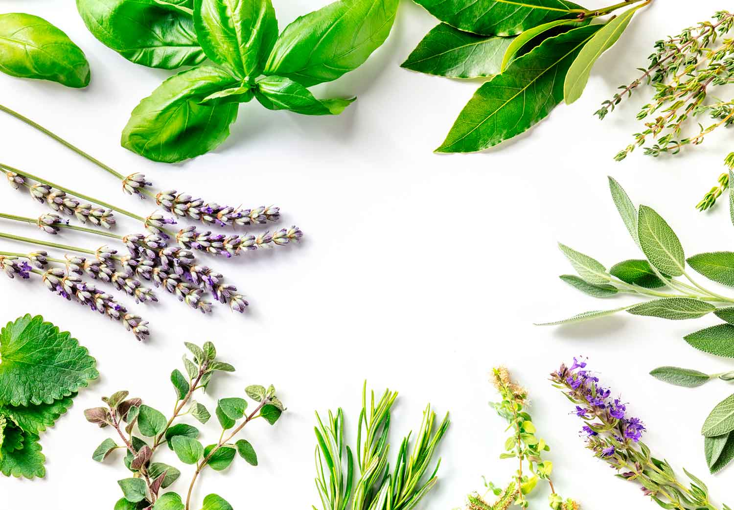 plantas-medicinales-para-la-tos
